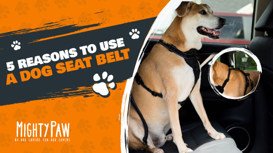 5 Reasons to Use a Dog Safety Belt