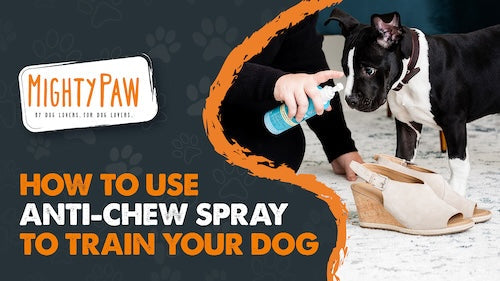 How to Use Anti-Chew Spray to Train your Dog