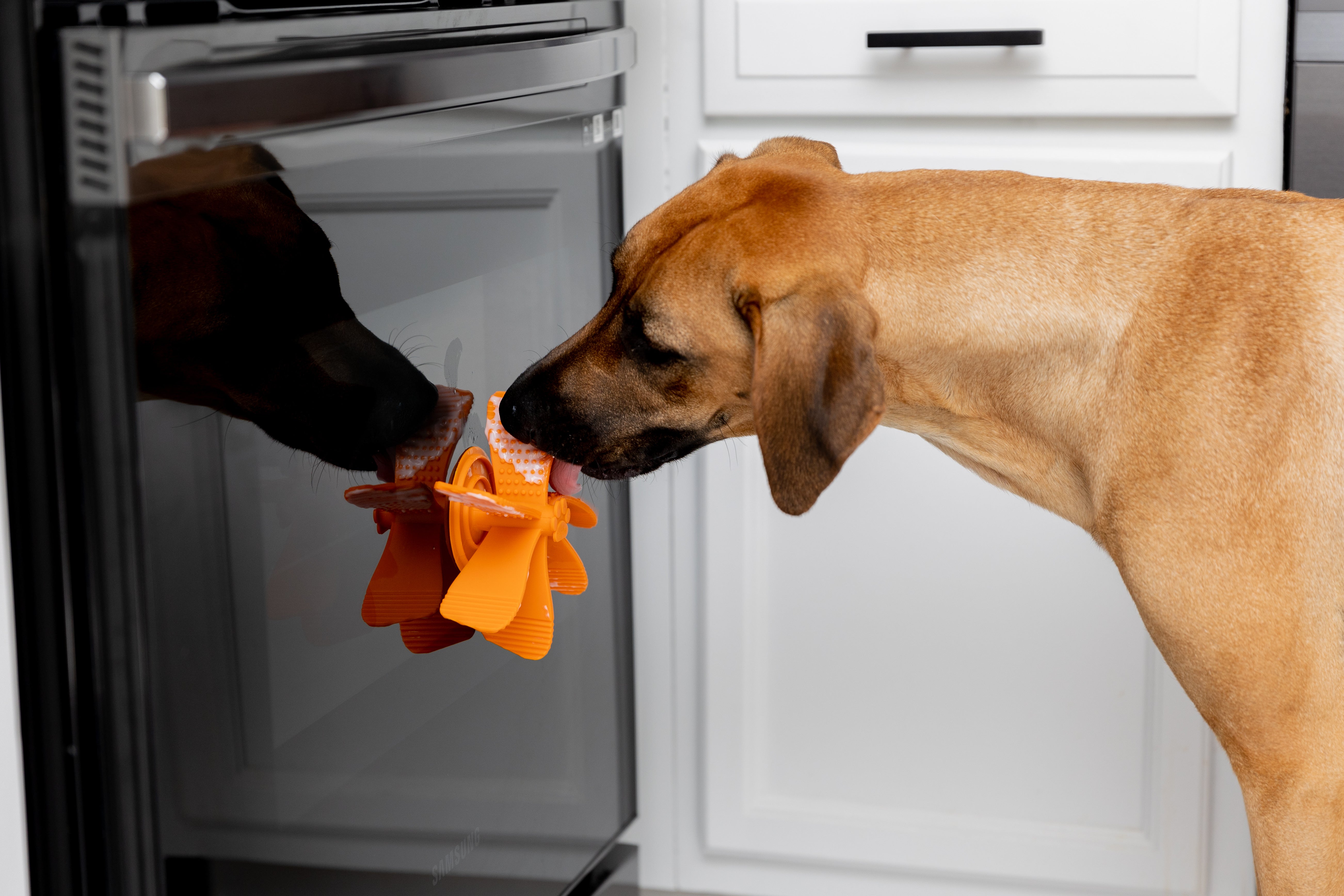 Tan dog licks coconut oil off Mighty Paw enrichment tool suctioned to wall.