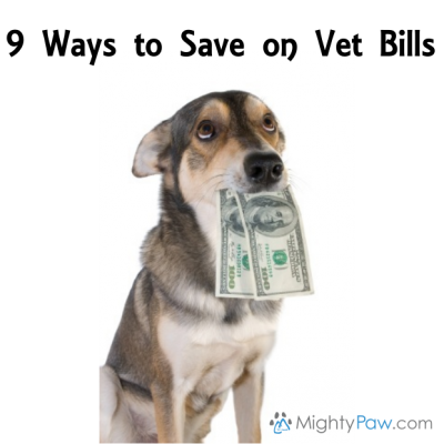 How To Save On Veterinary Bills