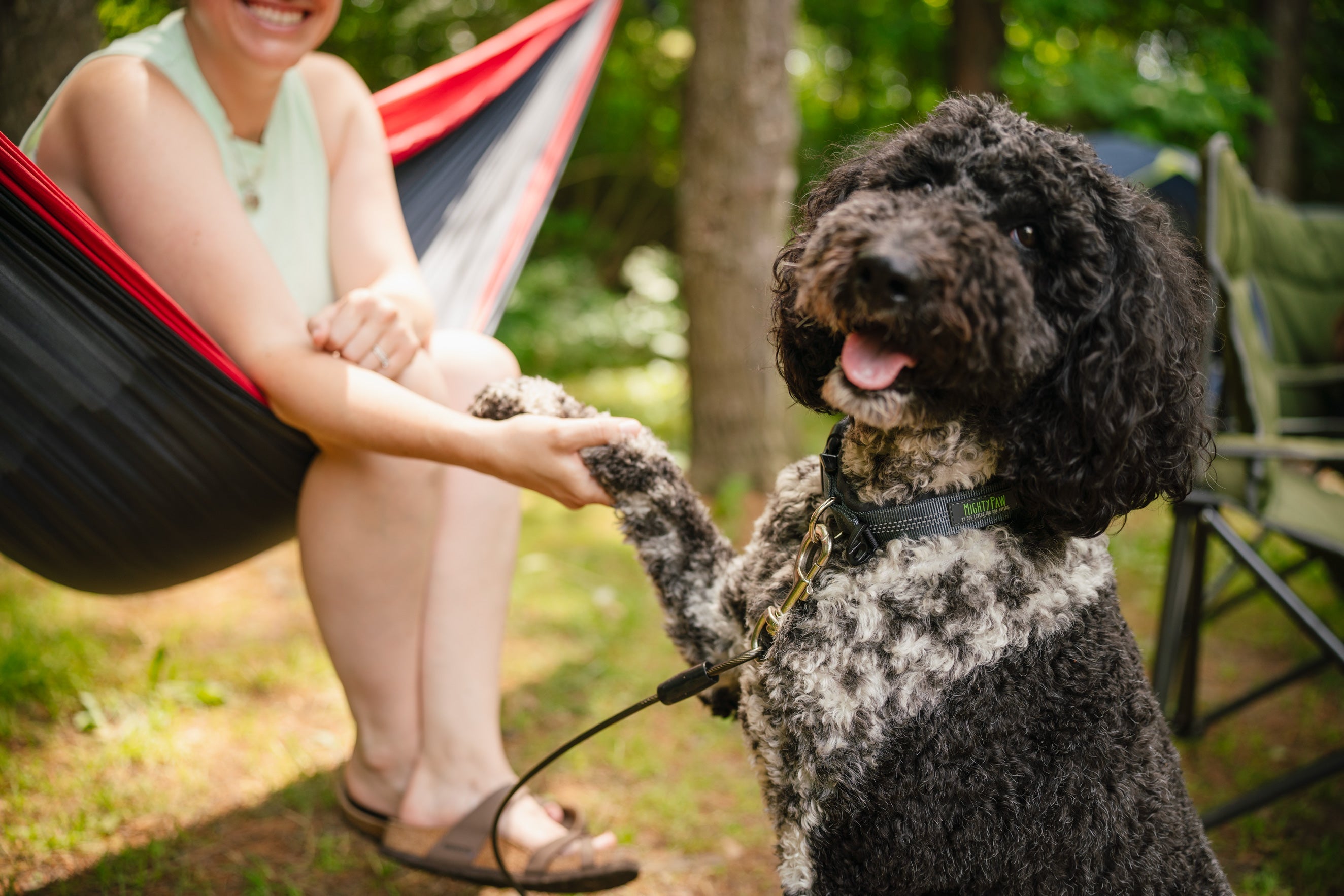 Black and white dog wearing Mighty Paw Collar gives paw to a person sitting outside in a hammock.