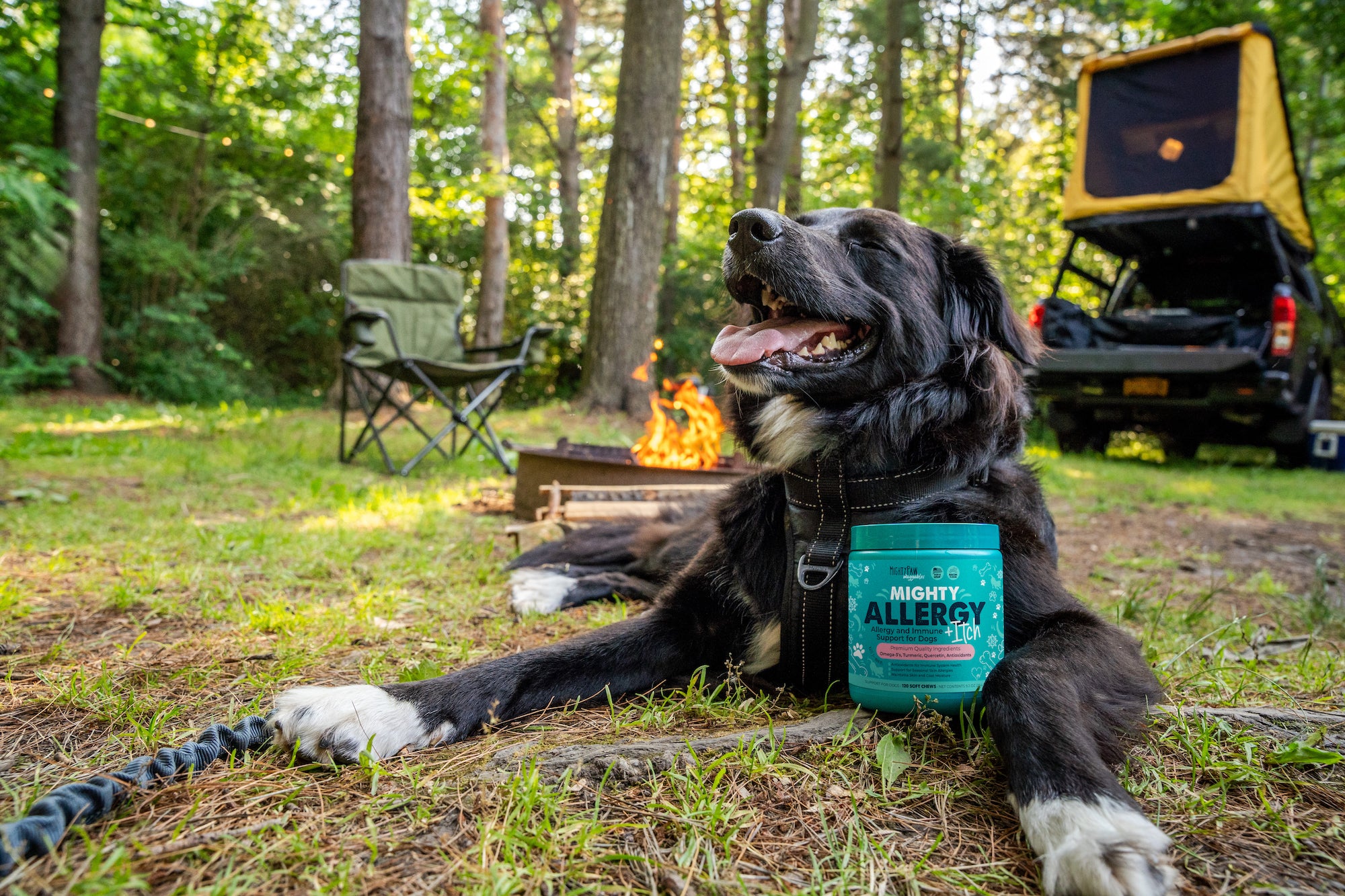 Black dog lays in grass outside next to Mighty Paw Allergy supplement