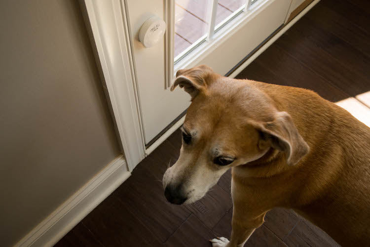 How to Train Your Dog to Ring A Bell to Go Potty