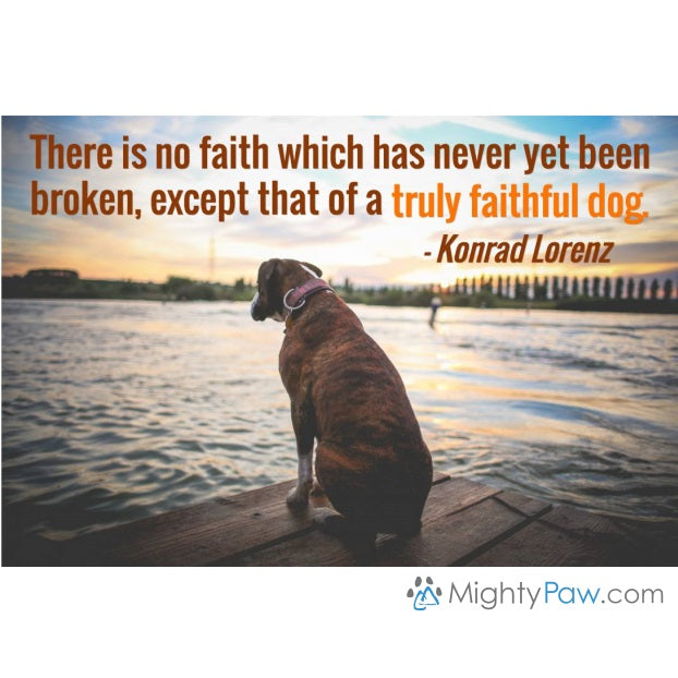 Unbreakable… The Faith of a Dog