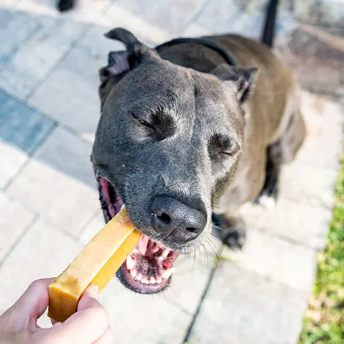 happy dog with a dog dental chew