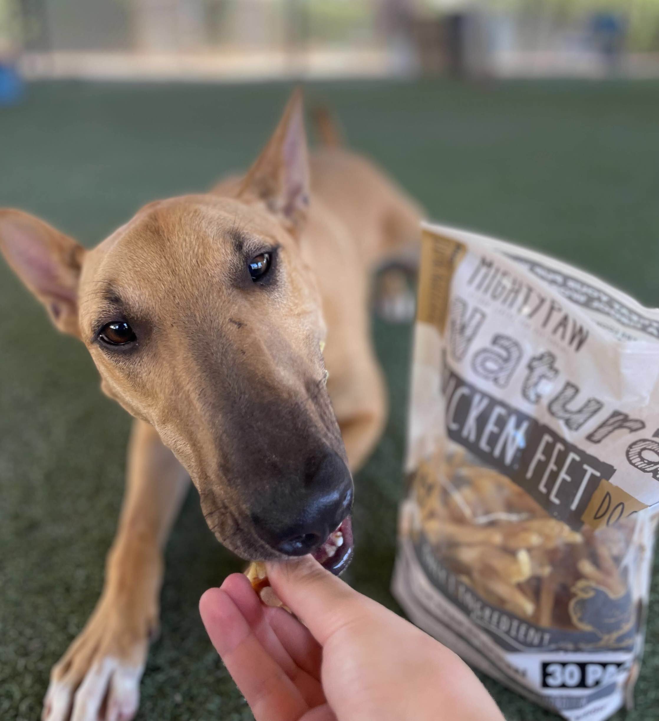 Chicken Feet for Dogs: Why This Natural Chew Can Be a Life-changer
