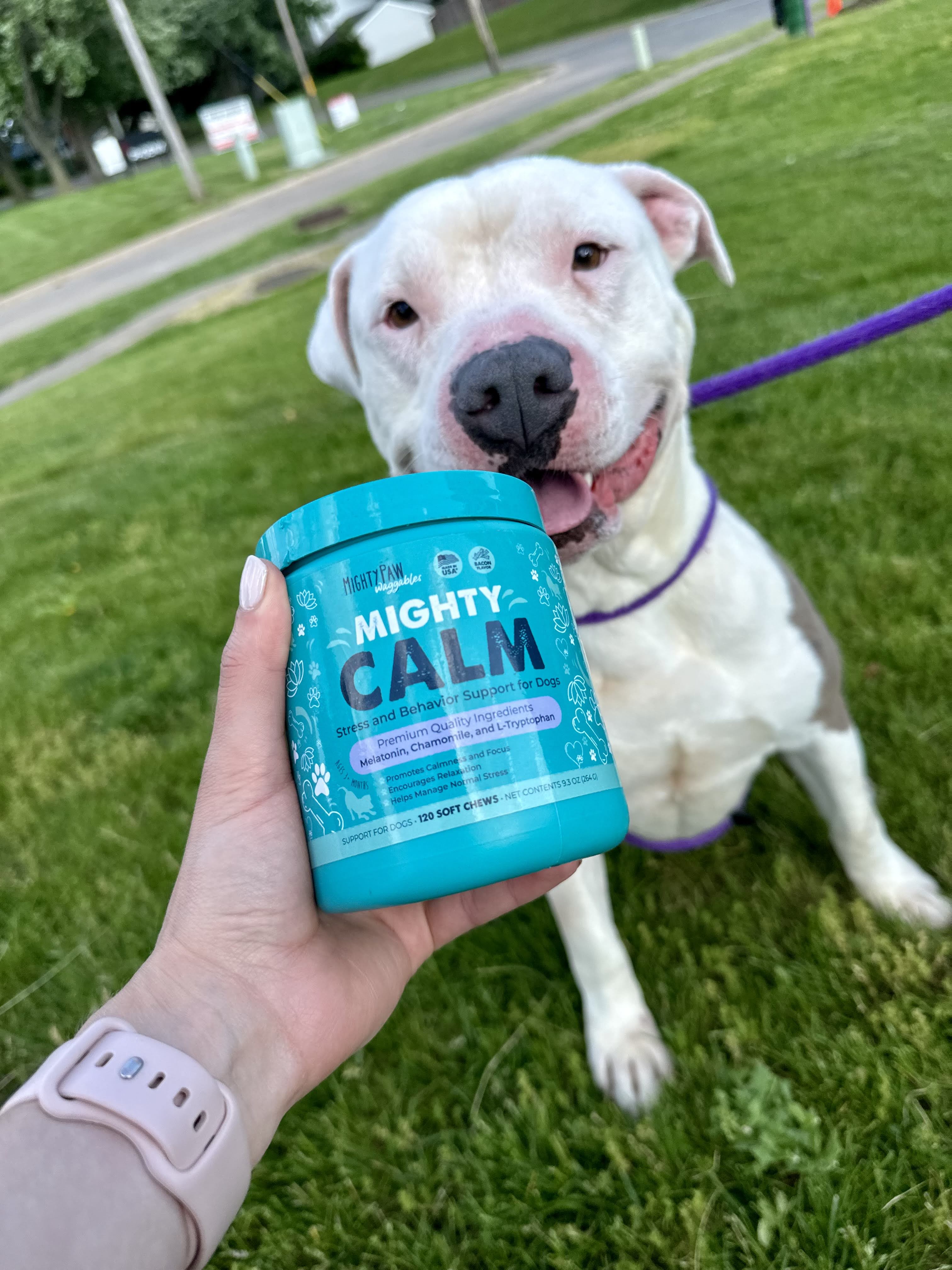 White dog sitting outside next to hand holding turquoise jar of Mighty Calm.