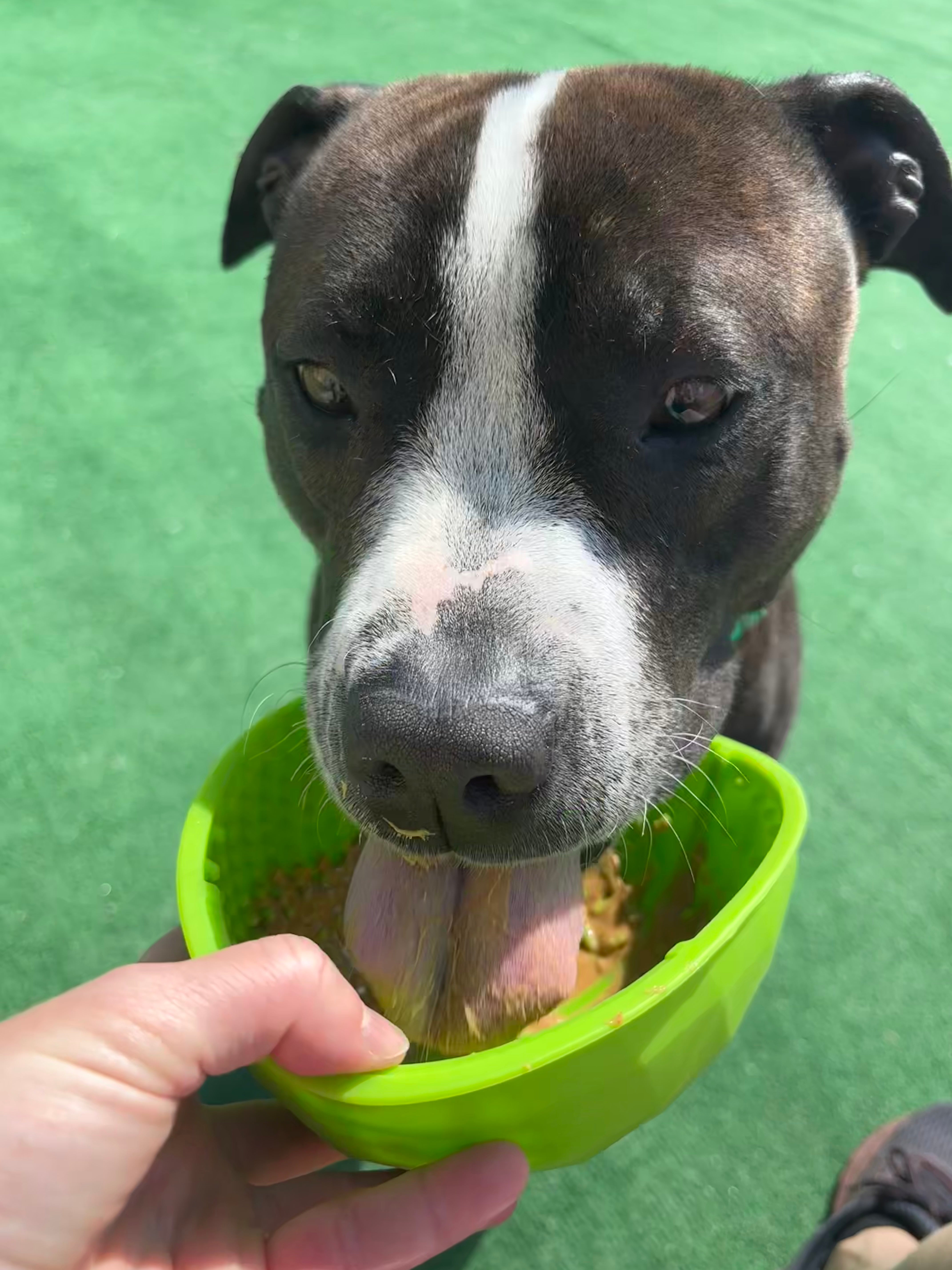 Black and white dog licks a green Mighty Paw Lick Bowl with Peanut Butter inside.