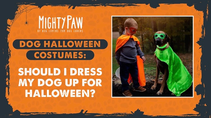 Dog Halloween Costumes: Should I dress my dog up for Halloween?