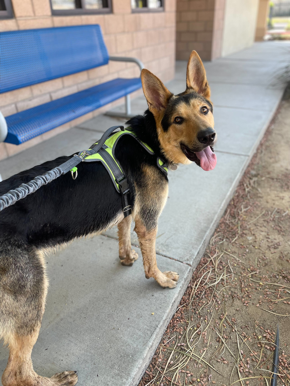 10 Fun Things to Do with Your Dog at Home & Outside