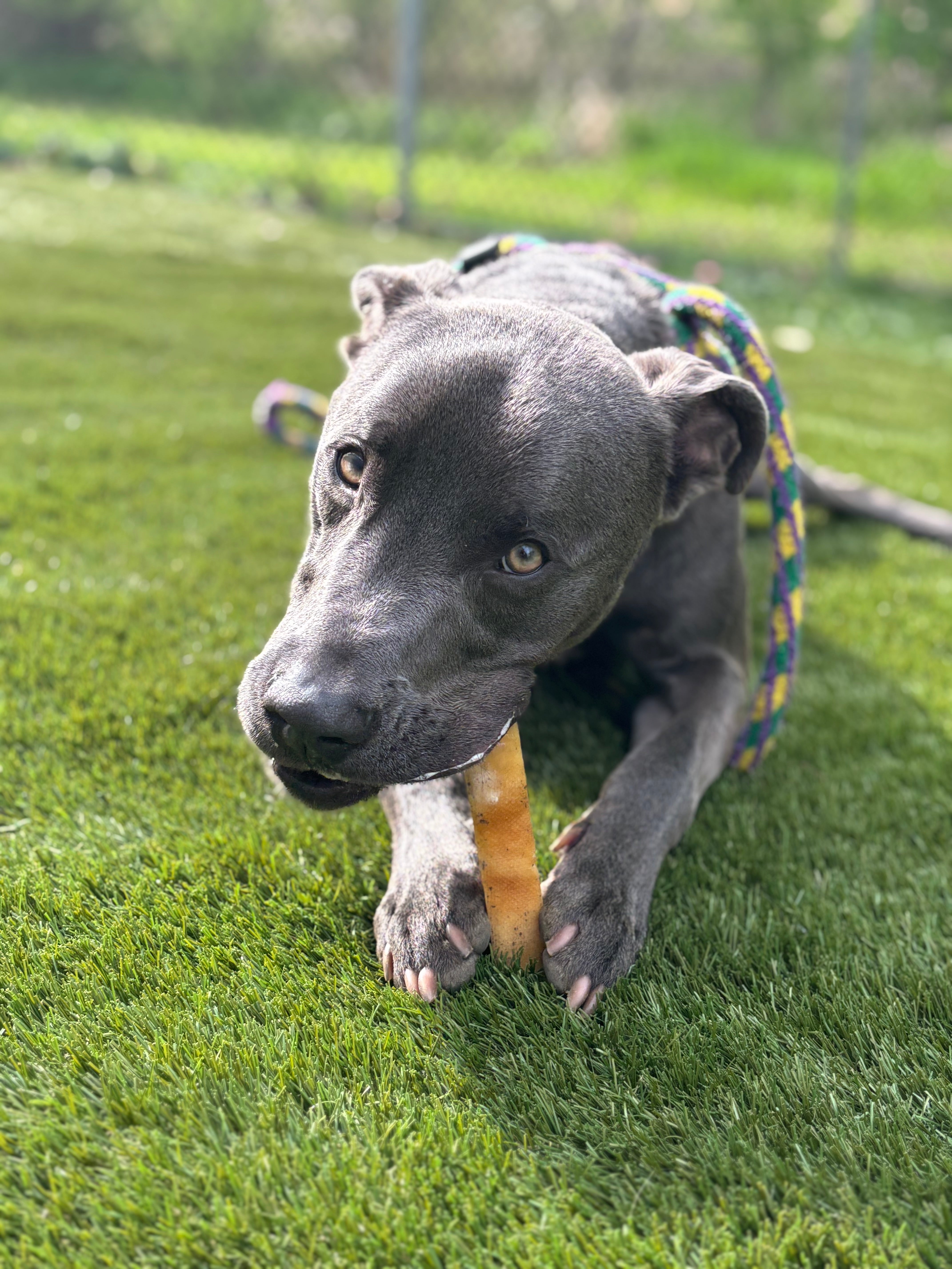 Grey dog lays down on grass while eating Mighty Paw Yak Chew.