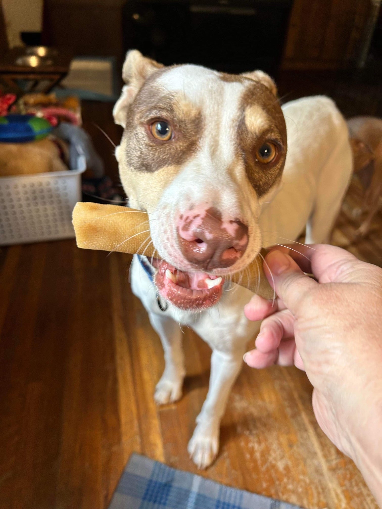 White and brown dog eats Mighty Paw Yak Chew.