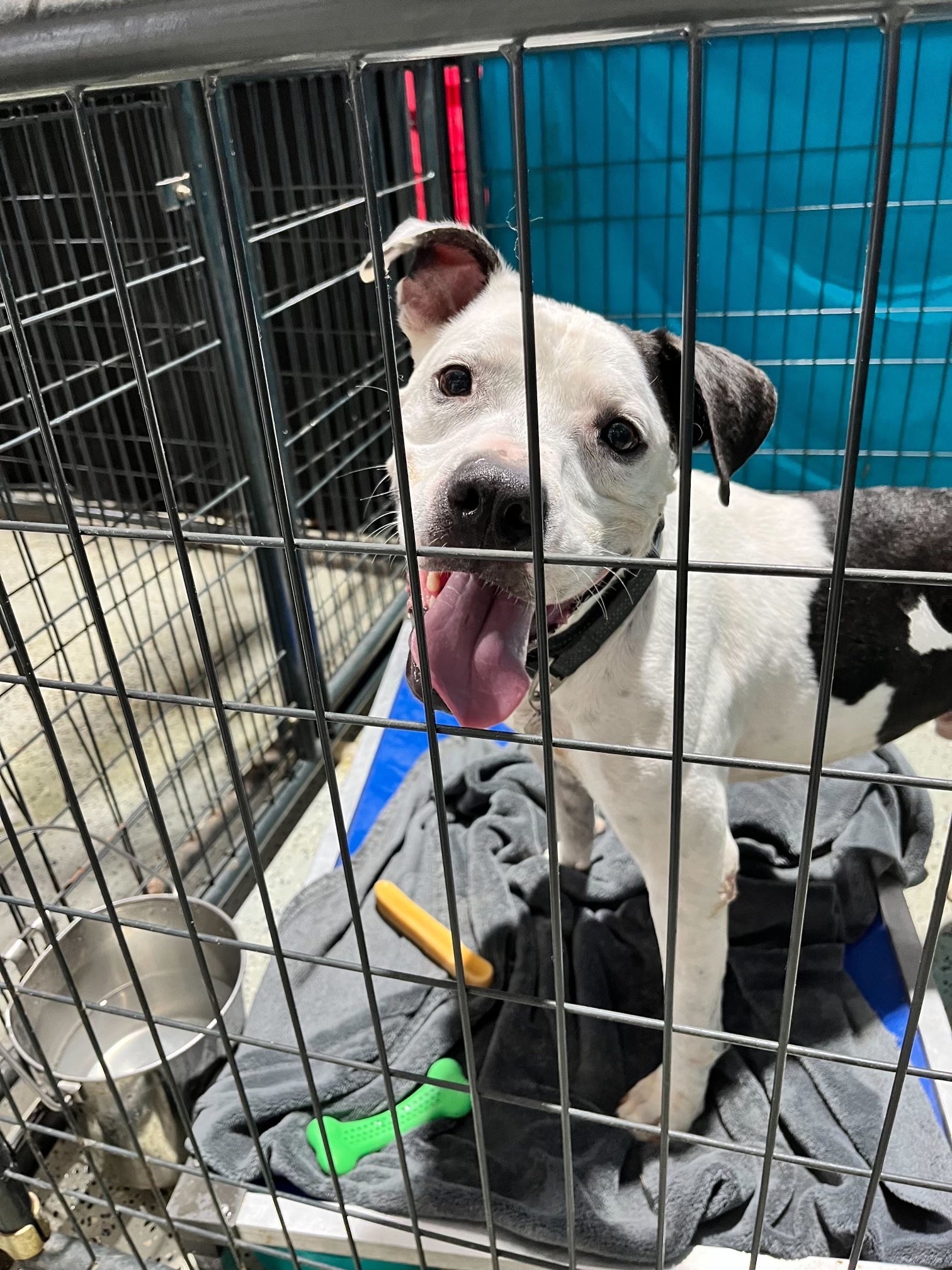 Black and white dog waits in shelter kennel to be adopted.