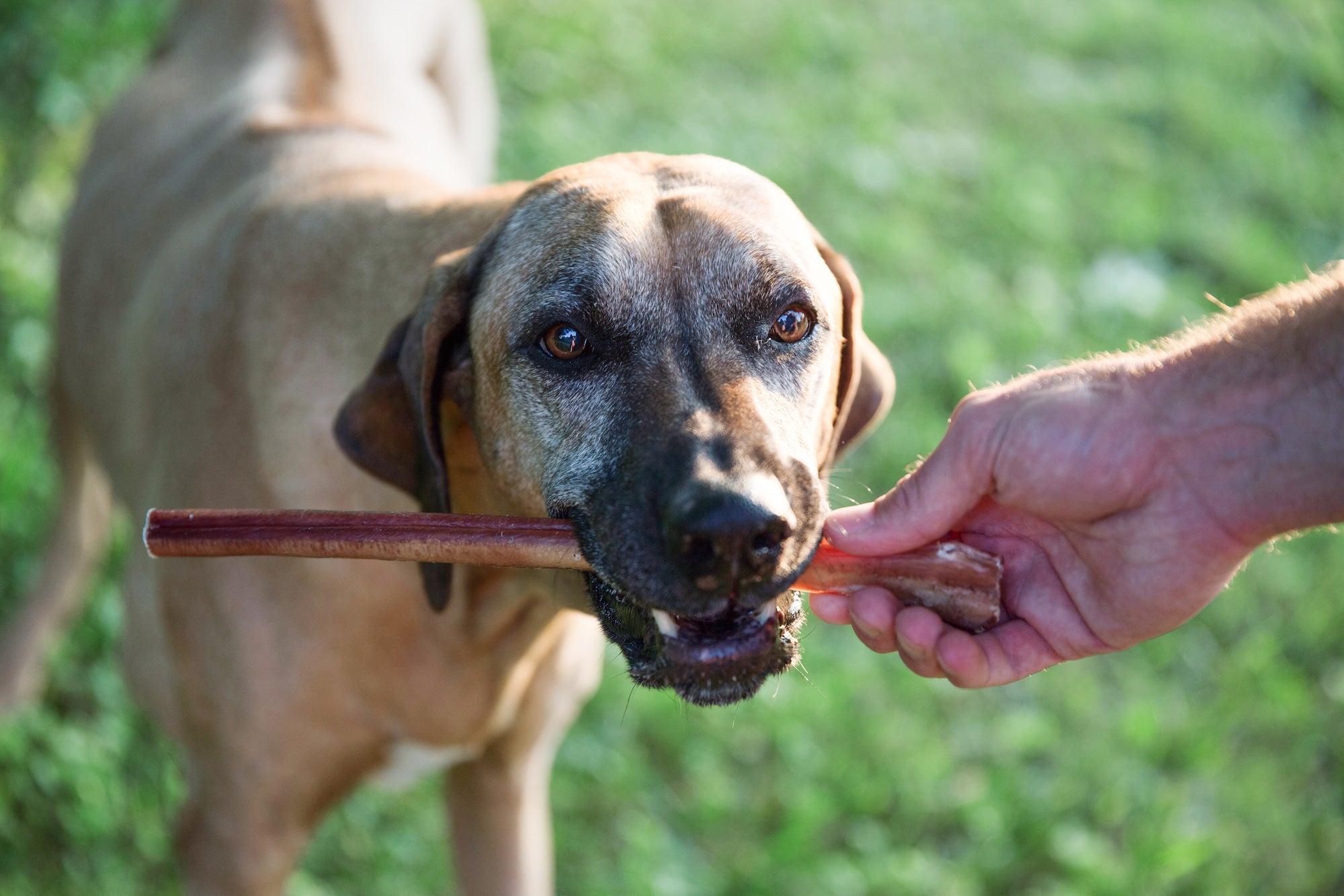 Close up of tan dog chewing on Mighty Paw Bully Stick.