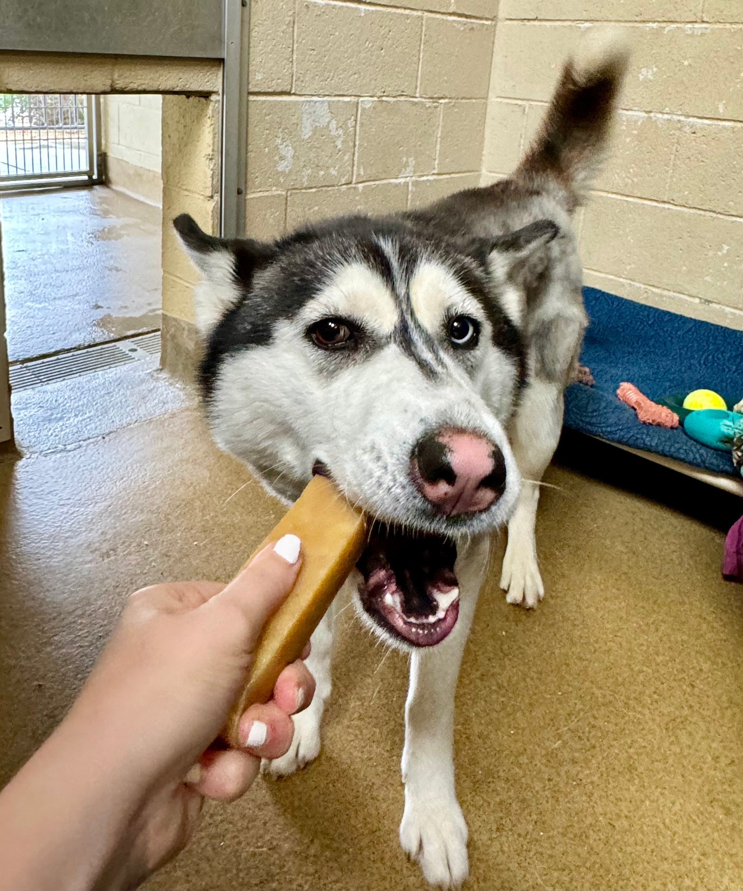 Hand giving a husky dog a Mighty Paw Yak Chew in a shelter kennel.