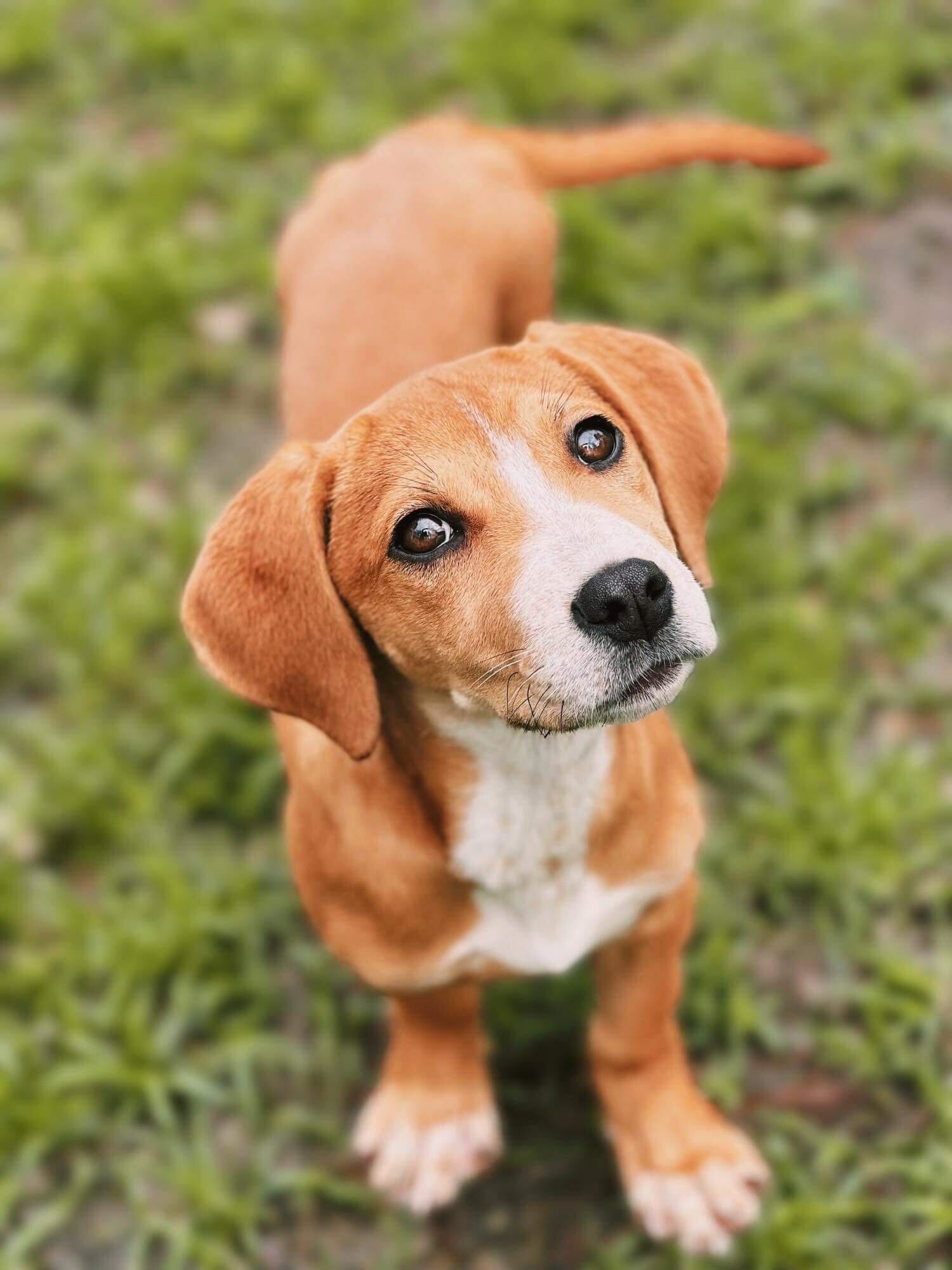 Tan and white puppy looks up at camera while standing outside.