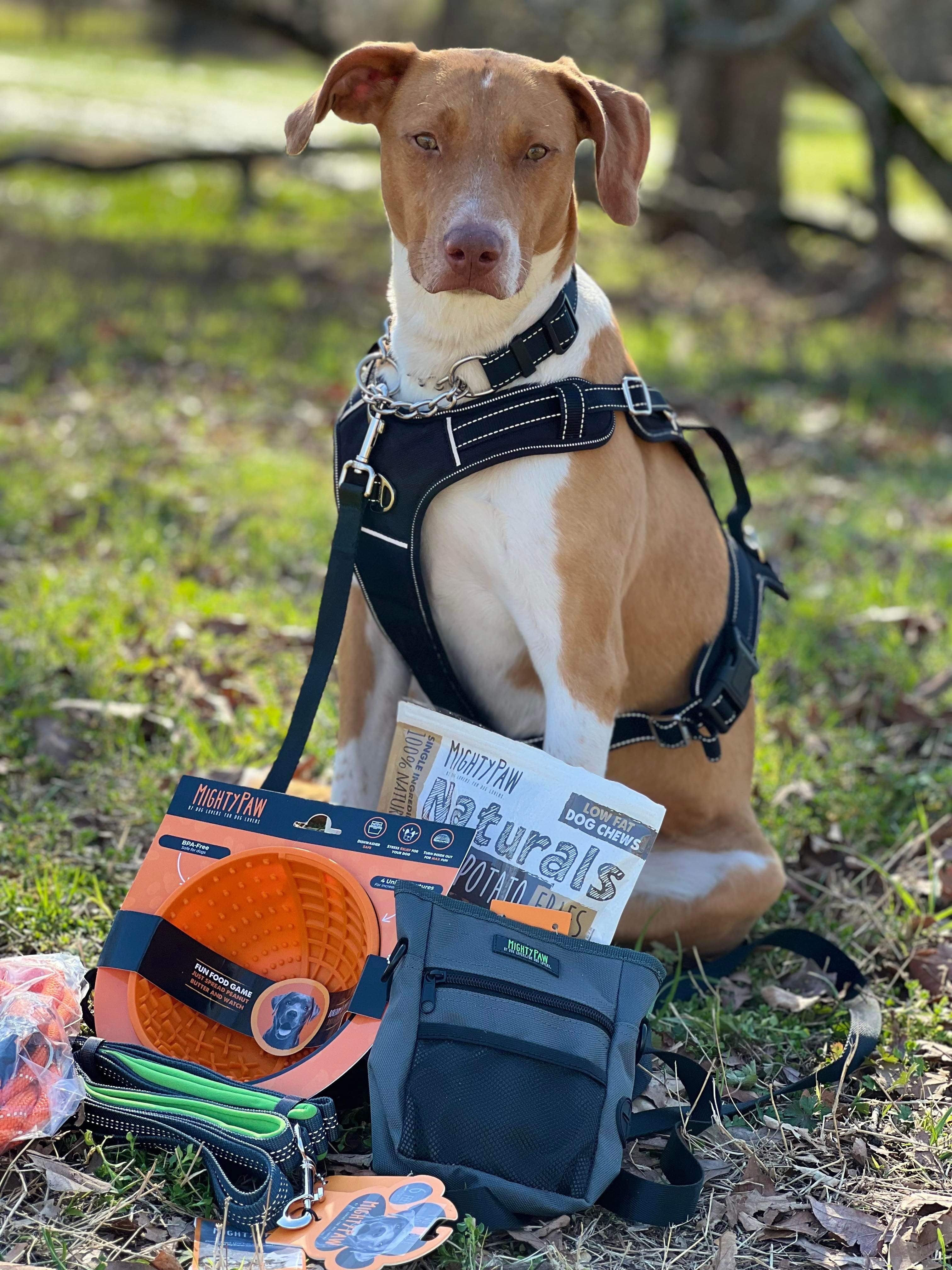 Tan and white dog sits outside with Mighty Paw harness, collar, lick bowl, and treat pouch.