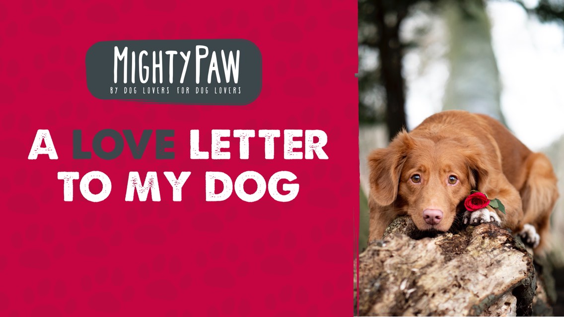 A Love Letter To My Dog