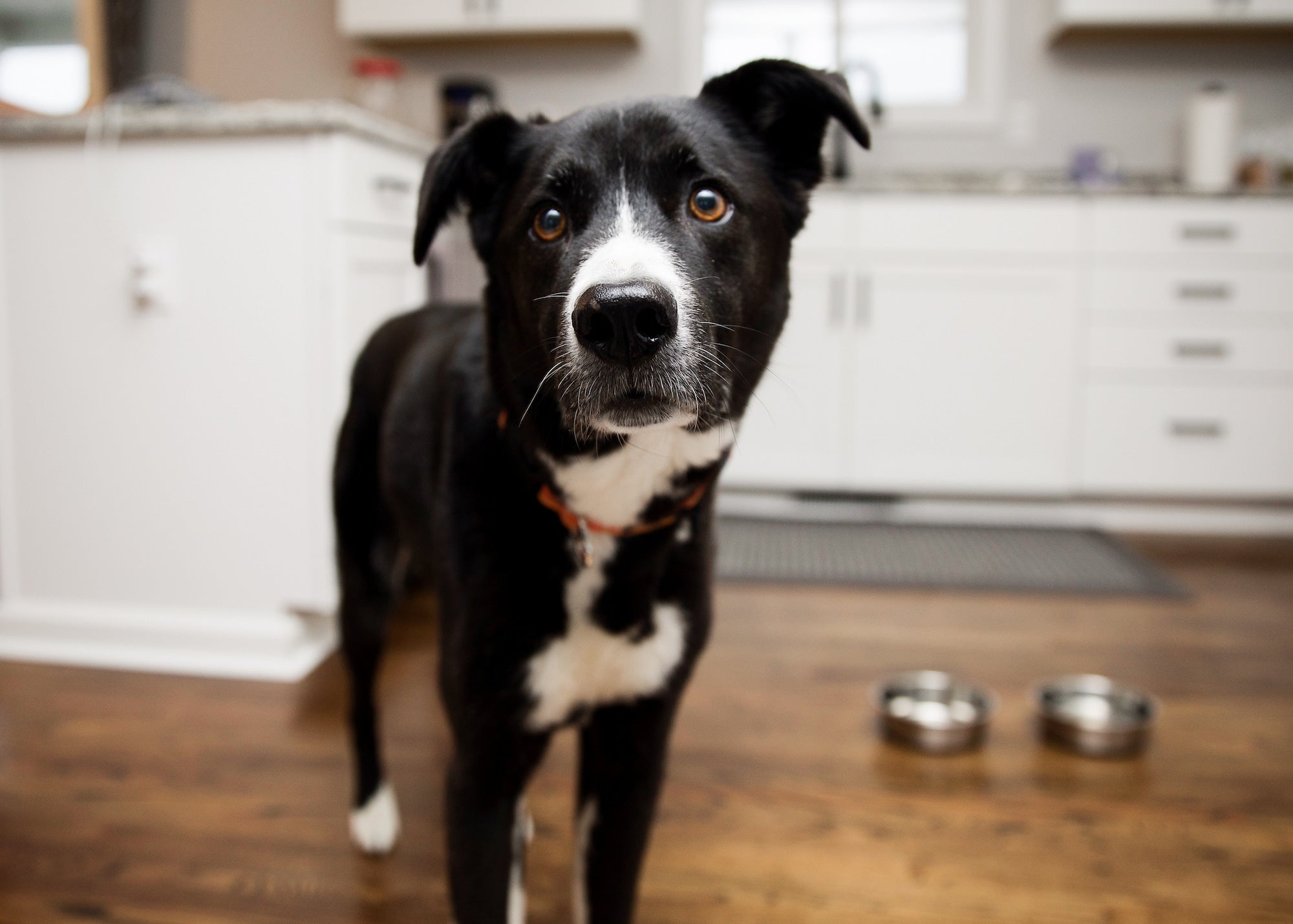 Black dog with white nose and chest stands in kitchen staring at camera with two Mighty Paw dog dishes on the floor.