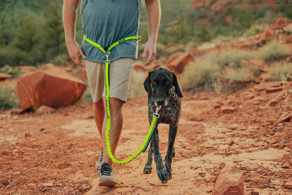 Man walks in desert with his black dog with white spots wearing a neon green Mighty Paw Hands-Free Leash.