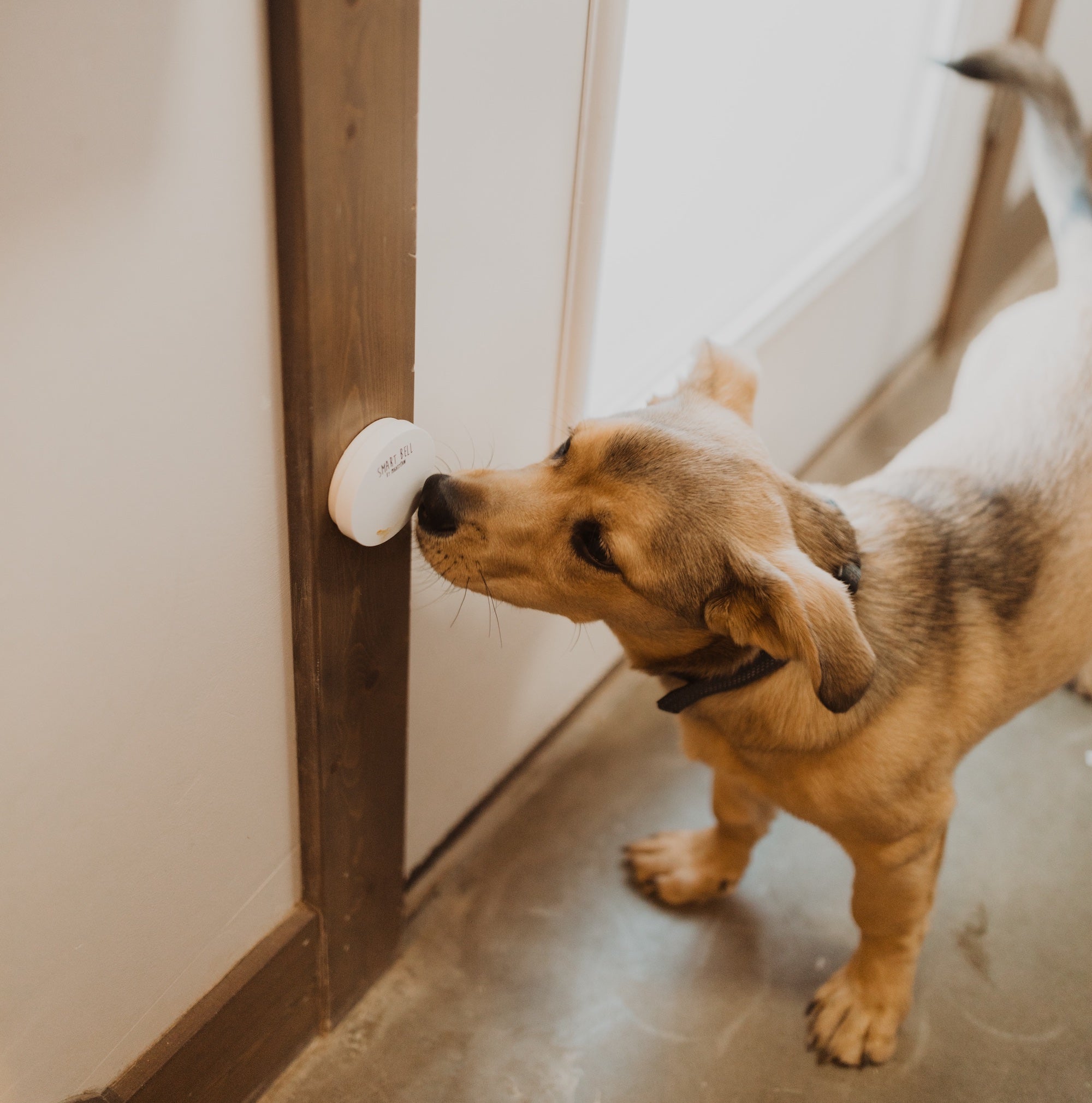 Tan dog pushes Mighty Paw Smart Bell with nose.