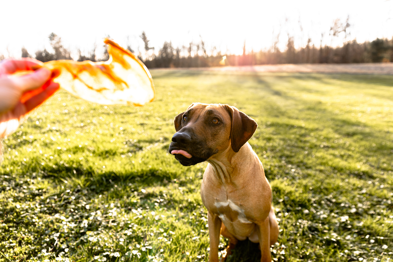 mighty paw natural pig ear