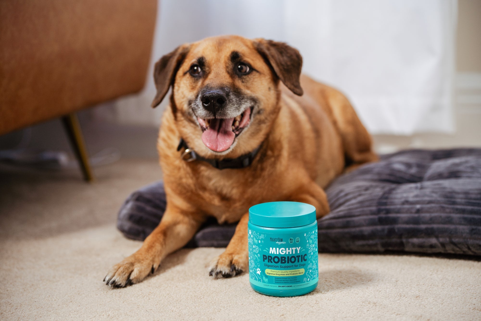 Do Dogs Need Probiotics?