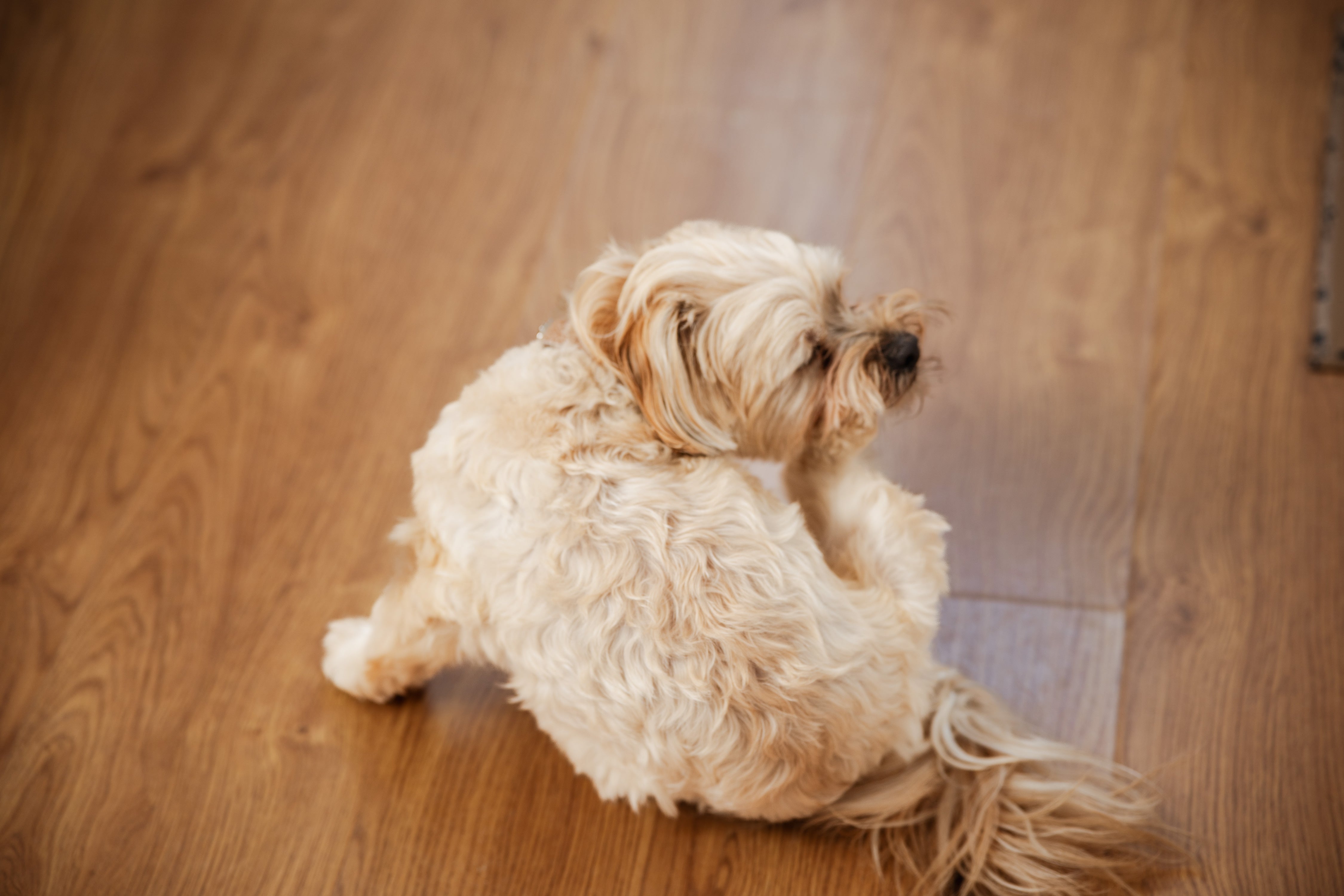 Small tan fluffy dog itching face while sitting on floor.