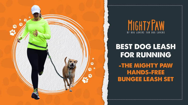 Best dog leash for running - the Mighty Paw hands-free bungee leash set