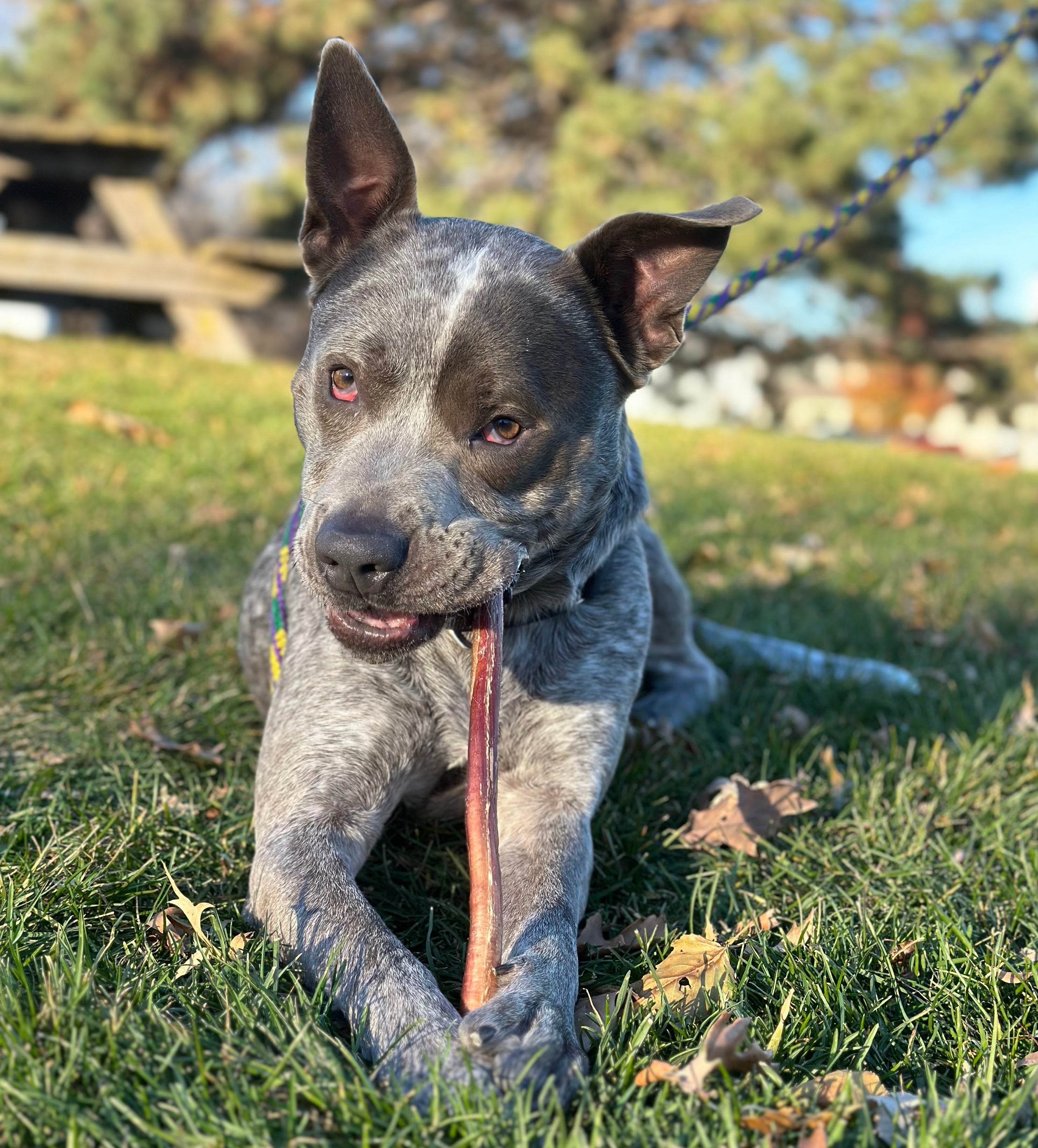 Grey and black dog chews on a Mighty Paw Bully Stick in grass outside.