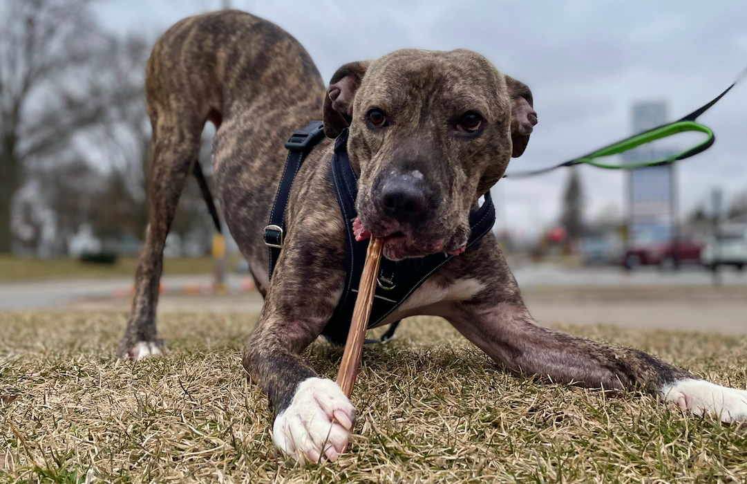 Are Dog Chews Fattening? Here's How To Choose The Best Dog Treats To Help Keep Your Dog Slim
