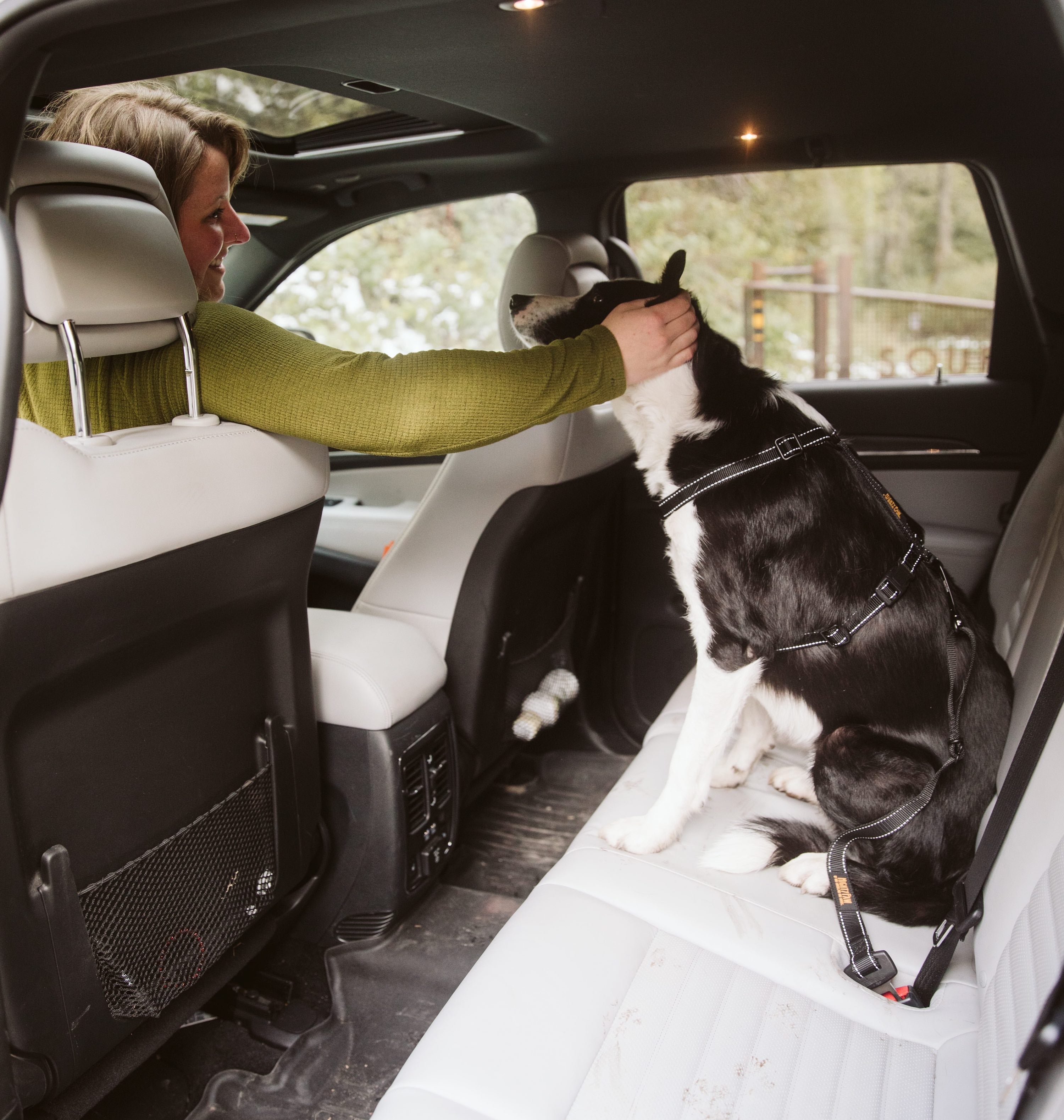 Woman in car leans to the backseat to rub her black and white dog's head who is wearing a Mighty Paw Vehicle Harness and Safety Belt.