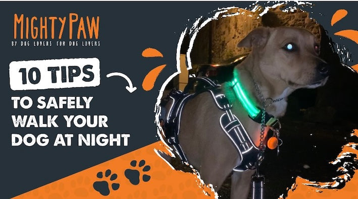 MightyPaw.com | 10 Tips to Safely Walk Your Dog At Night