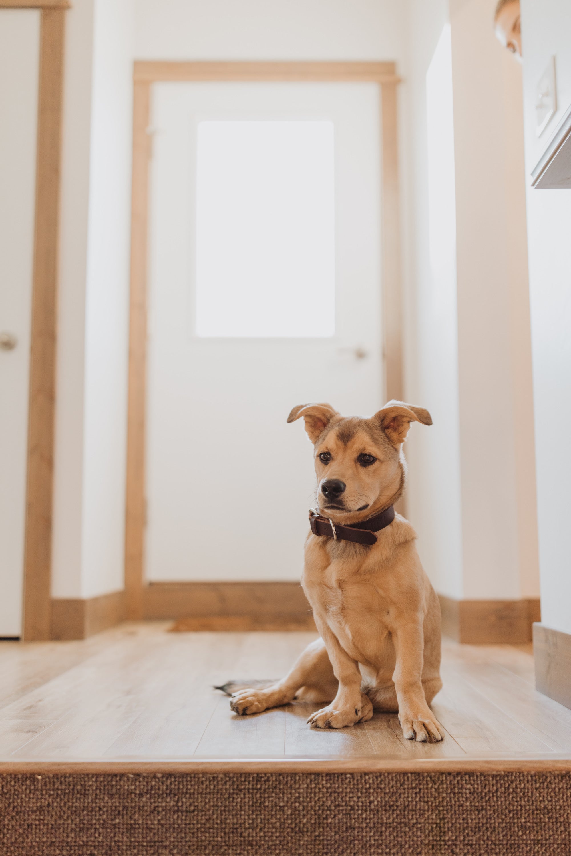 Small tan dog sits waiting patiently in kitchen.