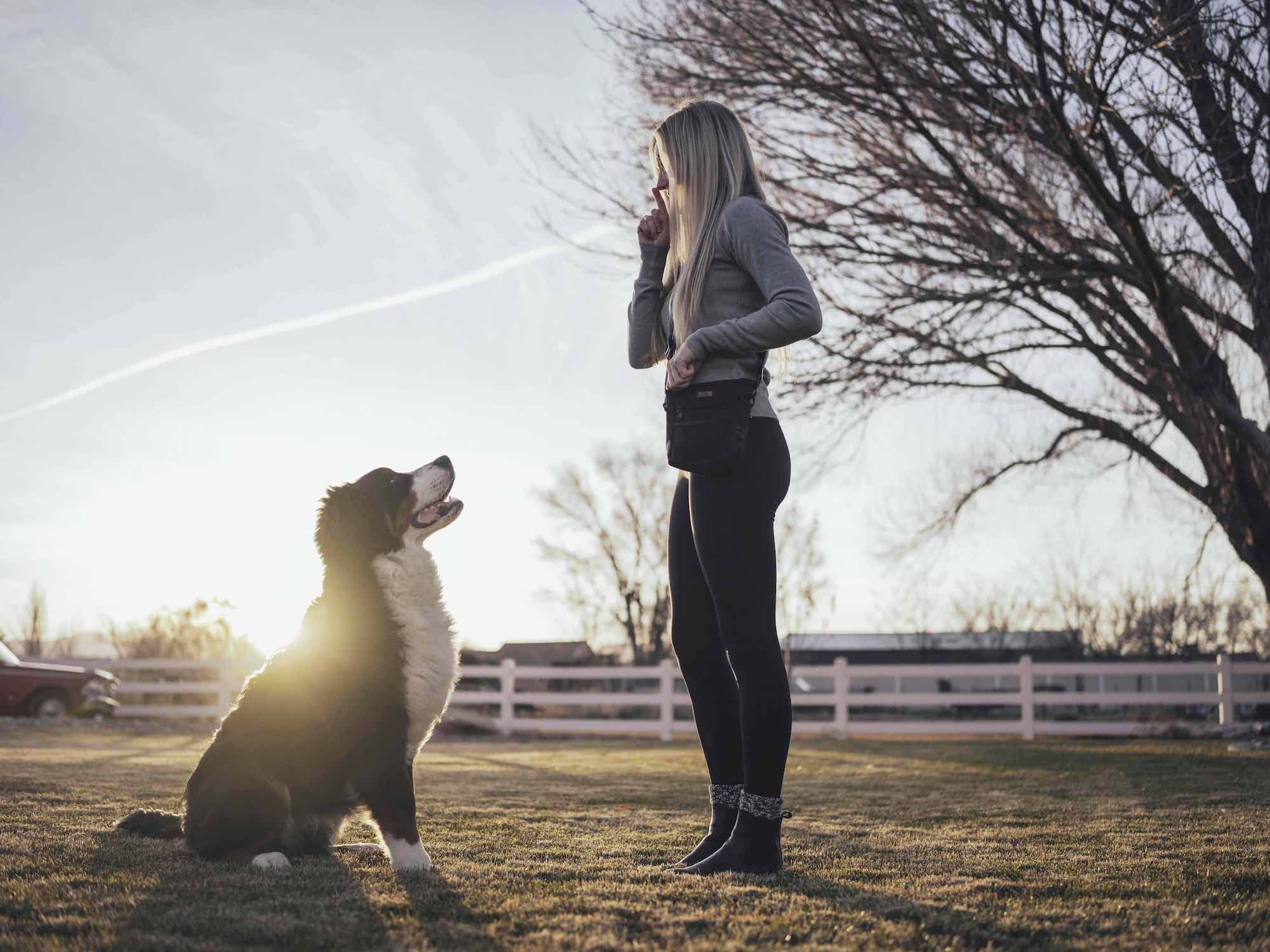 Blonde woman with a Mighty Paw Treat Bag stands outside facing her Bernese Mountain Dog in a sit position