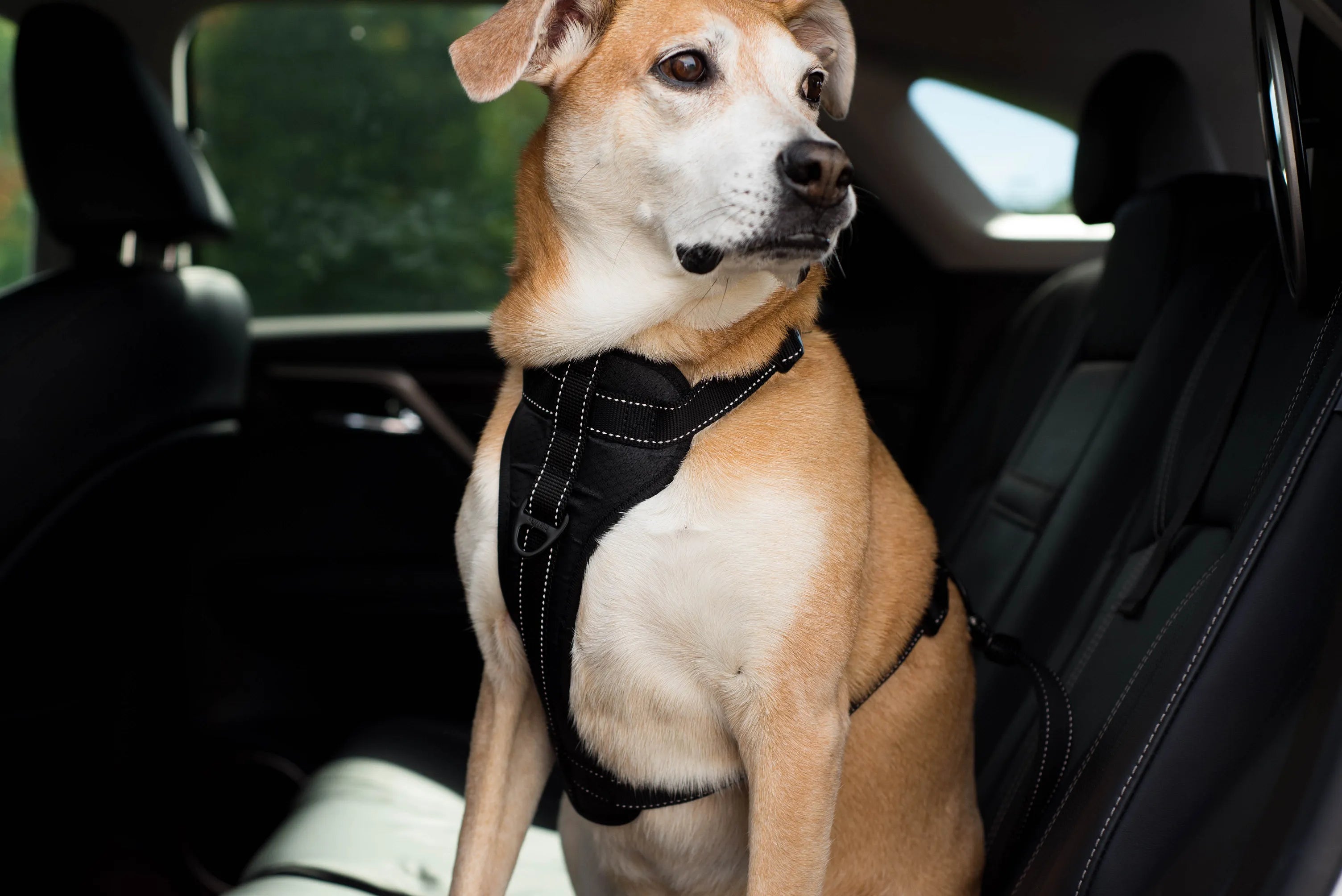What Are the Safest Dog Car Seats and Harnesses Available?