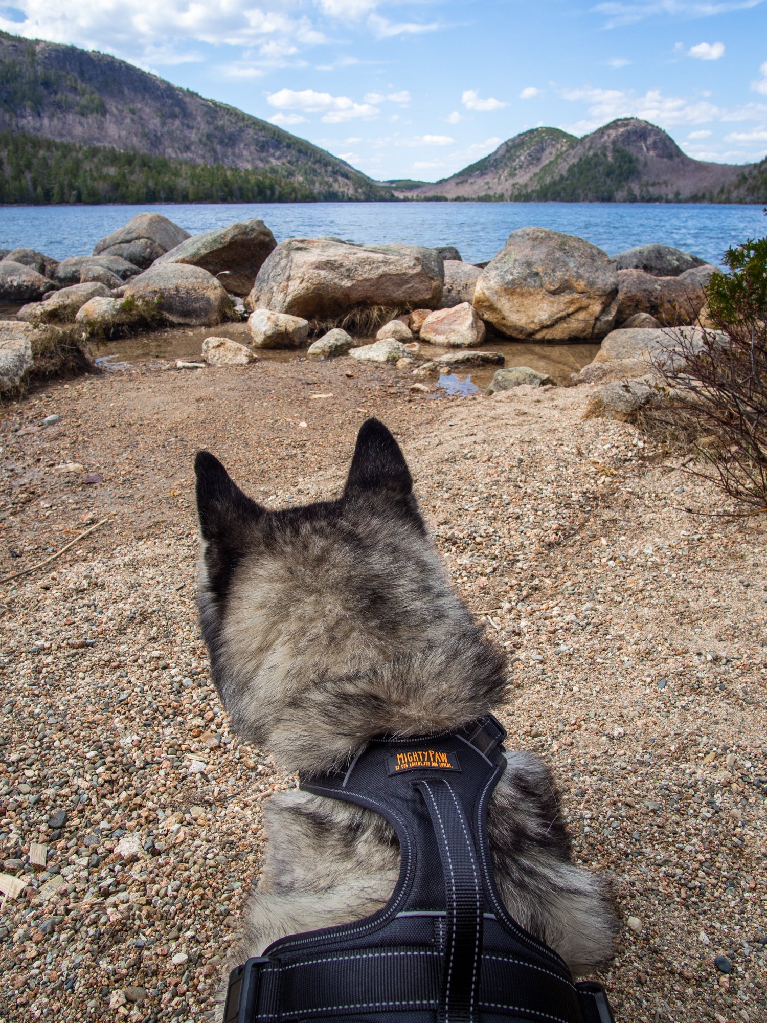 The back of the head of a Husky dog looking out over rocks and water.
