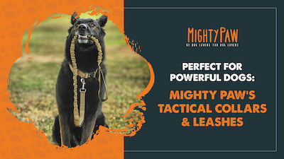Perfect for Powerful Dogs: Mighty Paw's Tactical Collars & Leashes