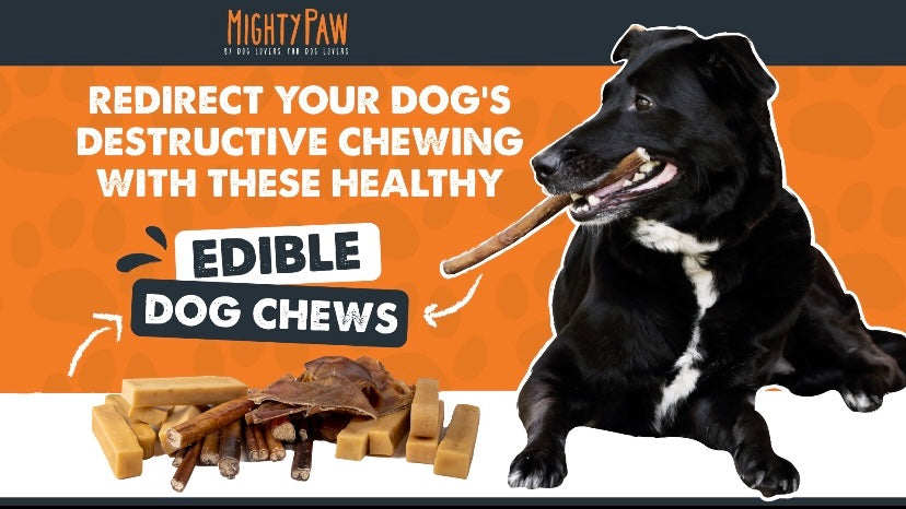 http://mightypaw.com/cdn/shop/articles/Redirect_Your_Dog_s_Destructive_Chewing_With_These_Healthy_Edible_Dog_Chews.jpg?v=1632304237