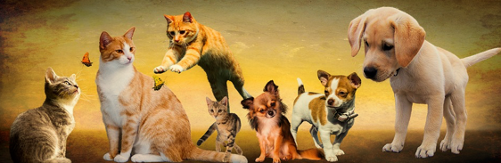 Tips for First-time Pet Owners