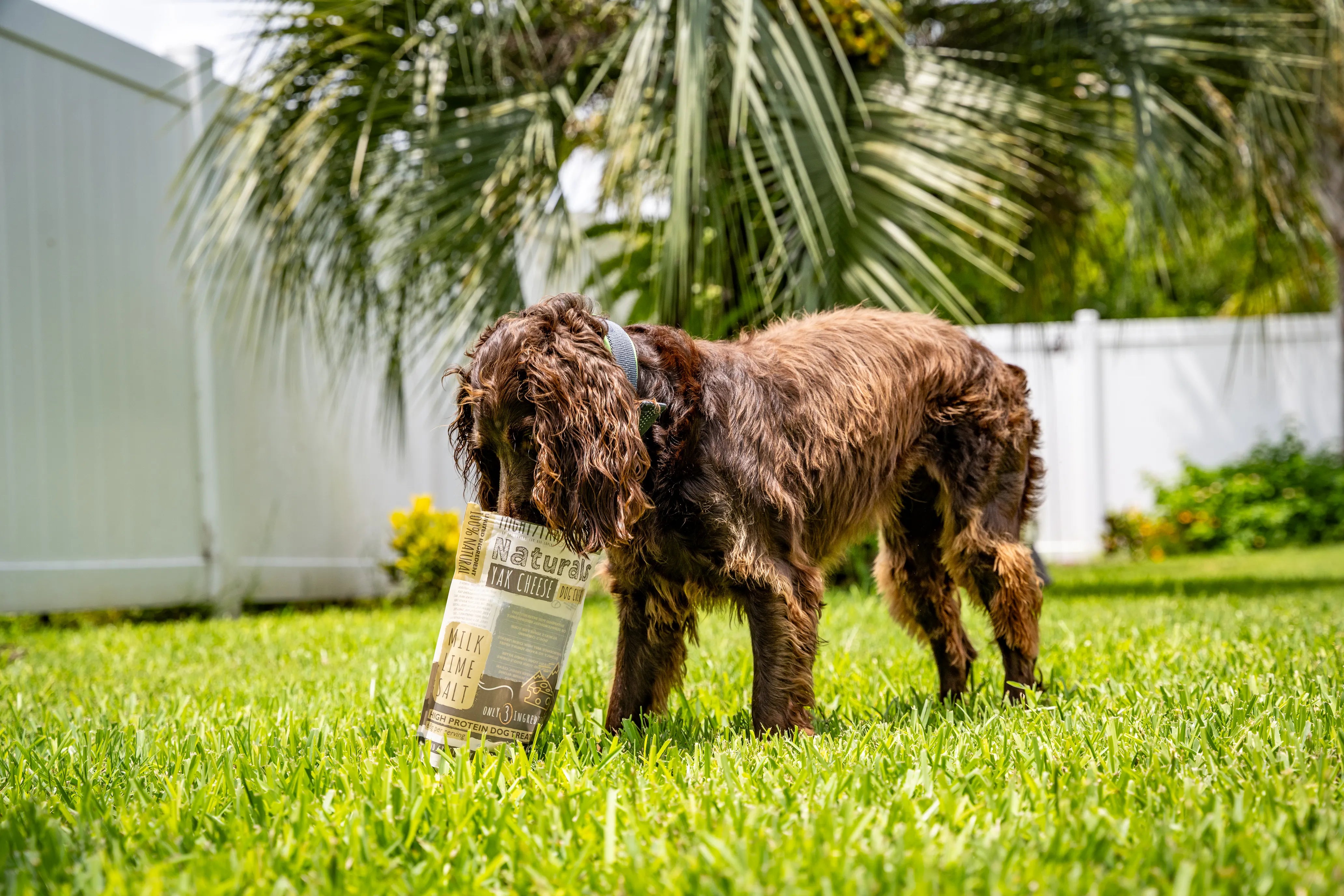 Dog with yak cheese chews pack