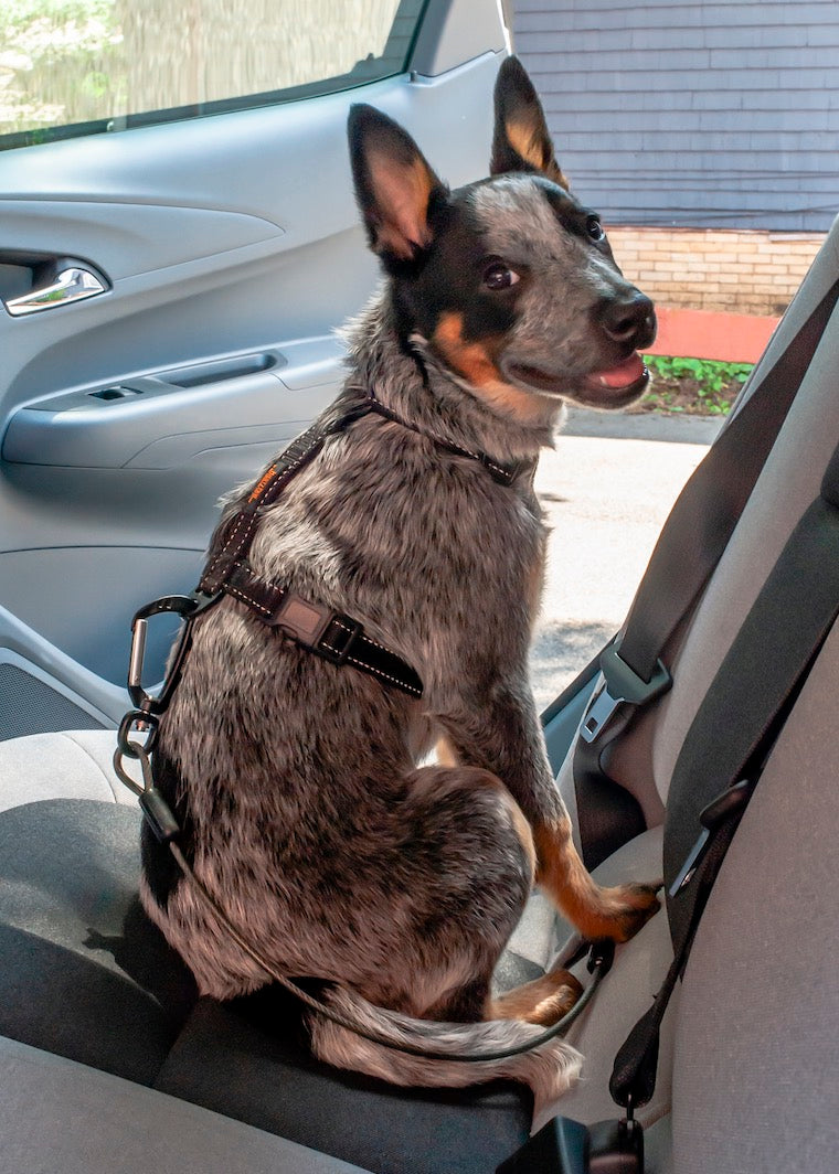 Grey speckled dog sits in backseat of car wearing Mighty Paw Vehicle Harness and Seatbelt.