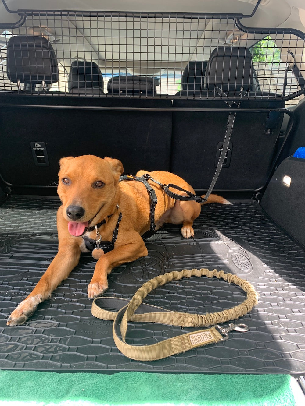 Mighty paw vehicle safety dog harness sale