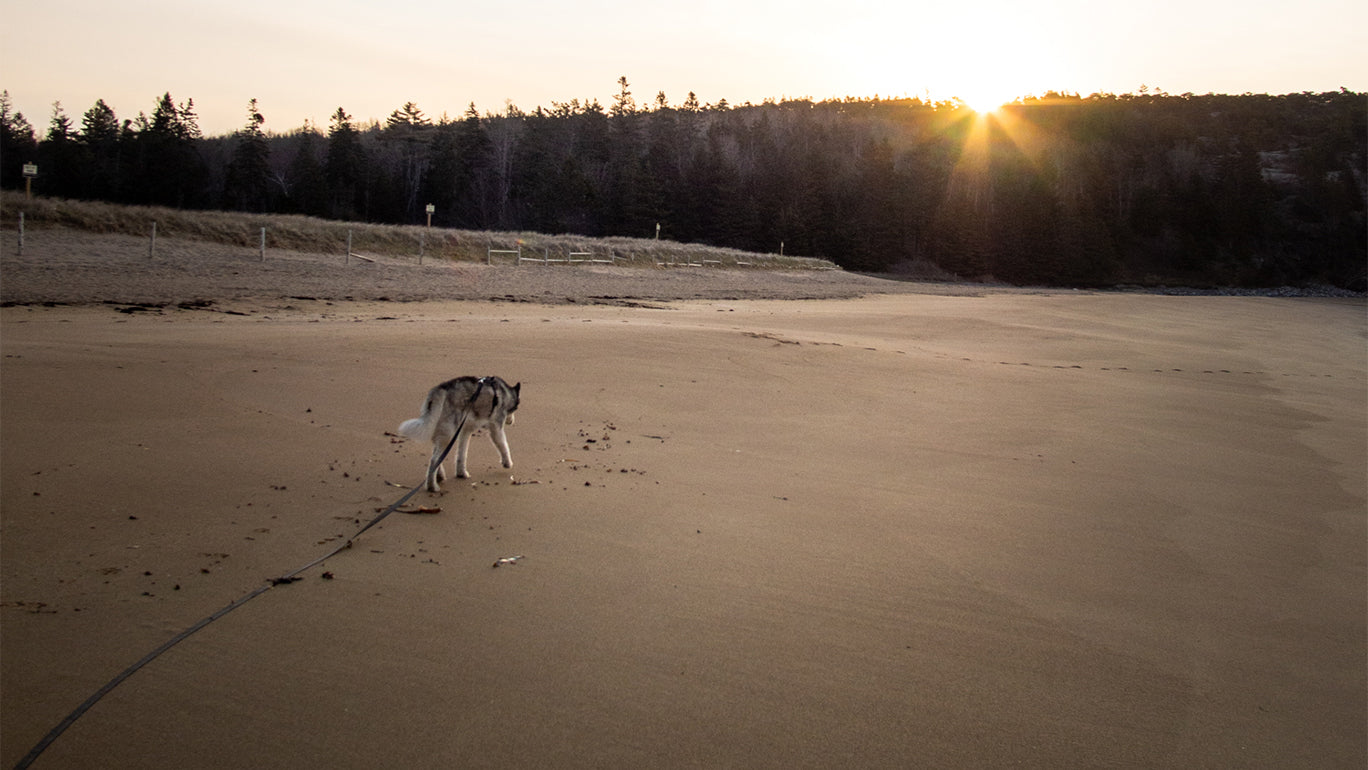 dog, long leash , pet