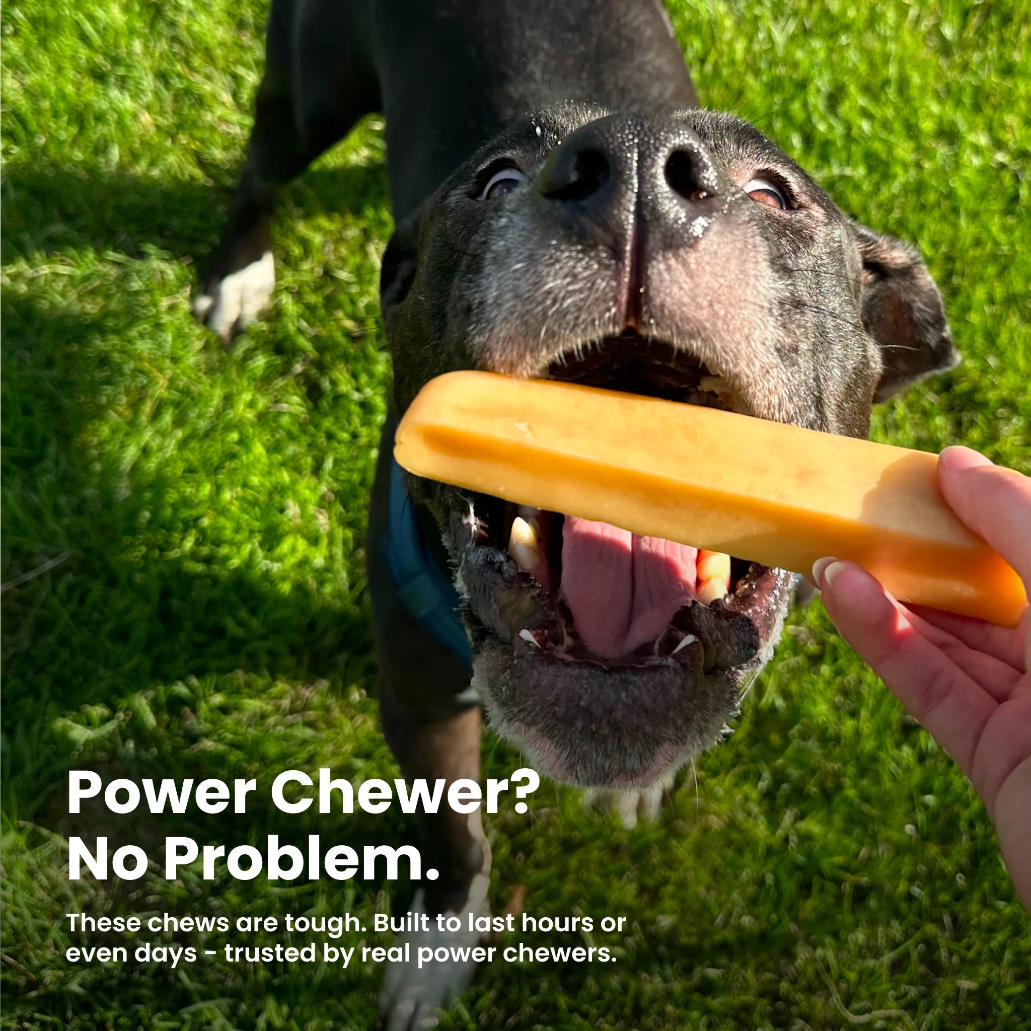 Bulk Bucket Large Yak Cheese Dog Chews