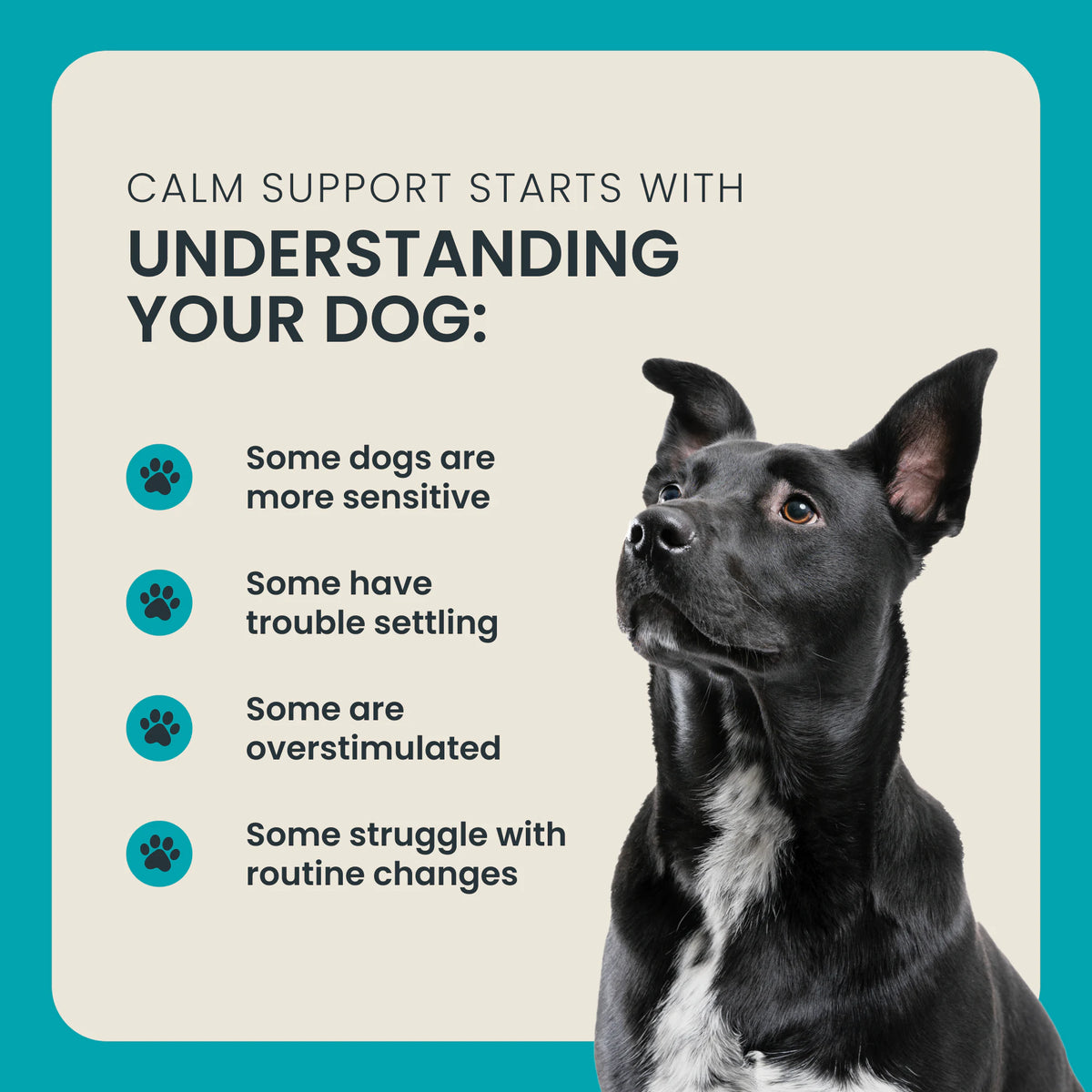 Mighty Calm: Stress and Behavior Supplement for Dogs