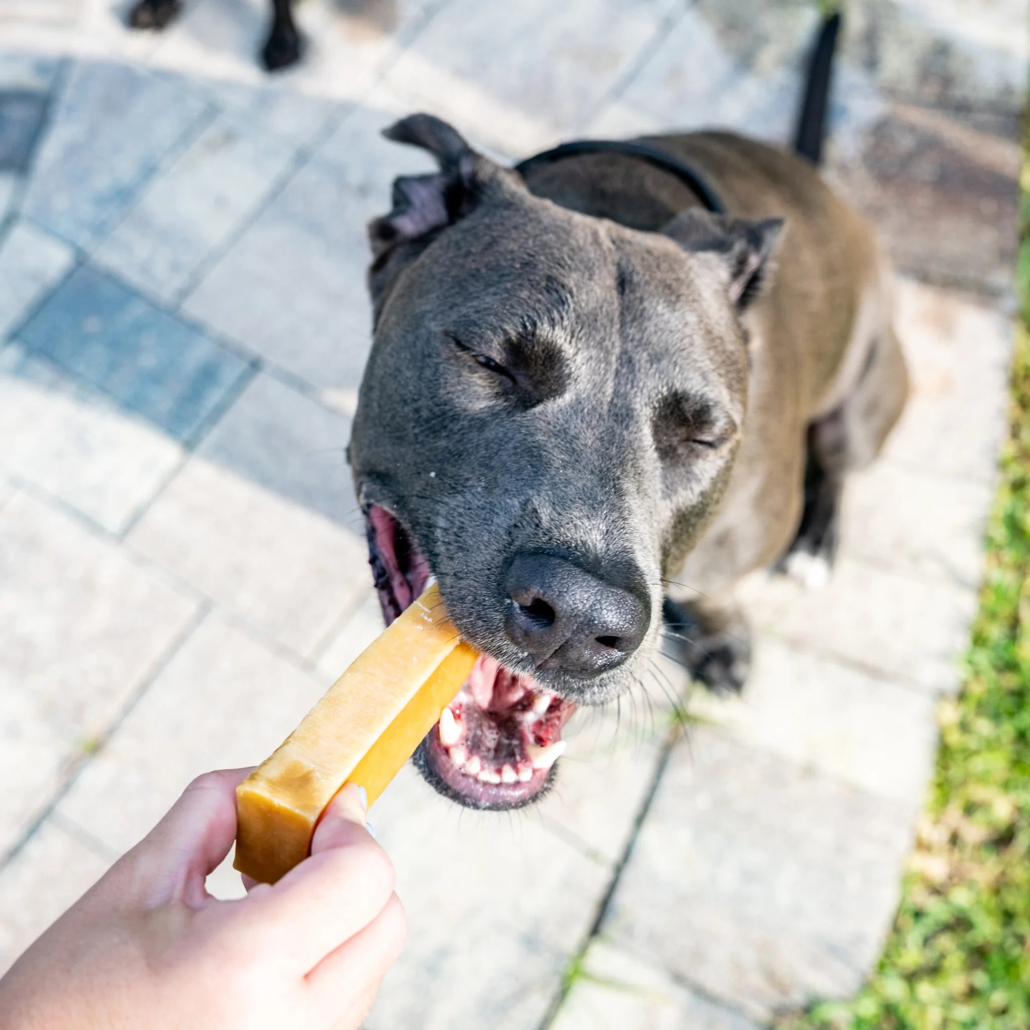 Power Chewer Bundle