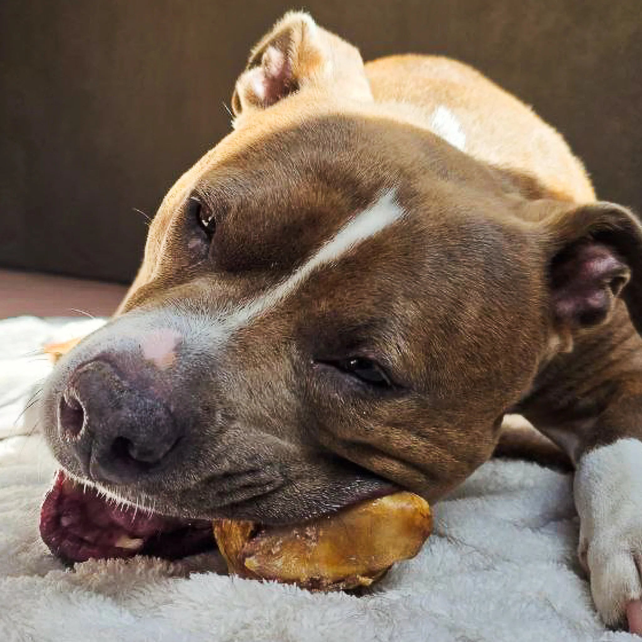 Power Chewer Bundle