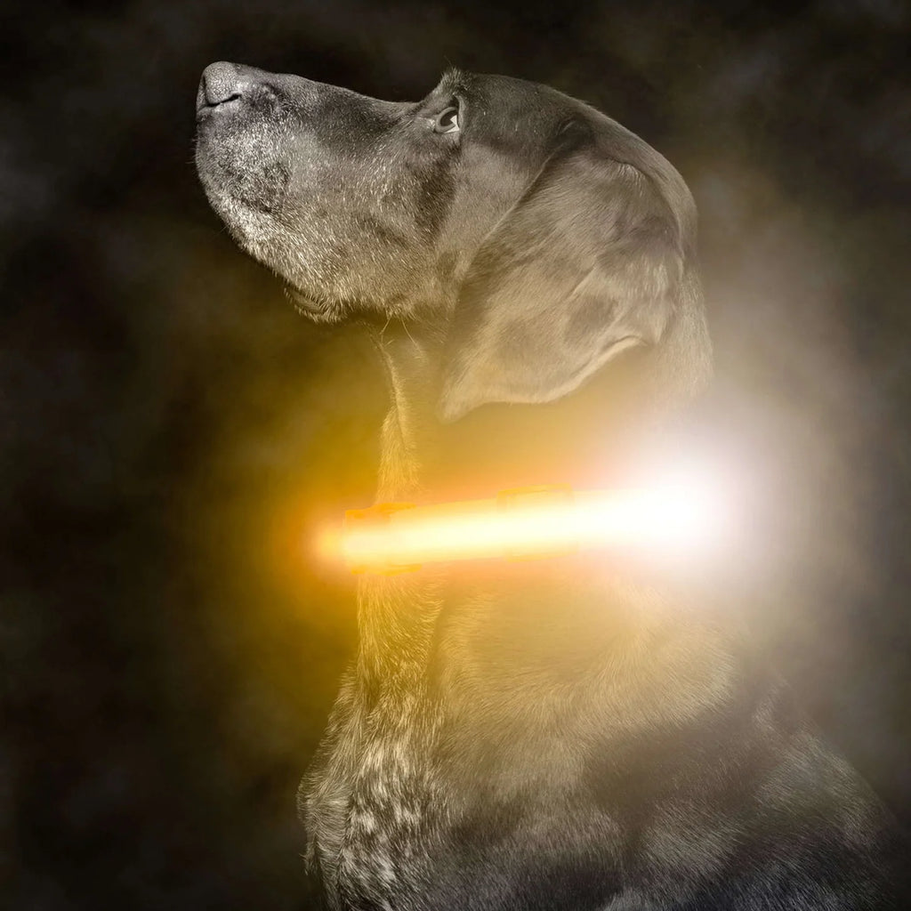 best rechargeable dog walking flashlight Mighty Paw LED Dog Collar Small / Green