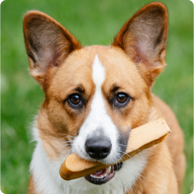 2. Enjoy Hours of Chew Time